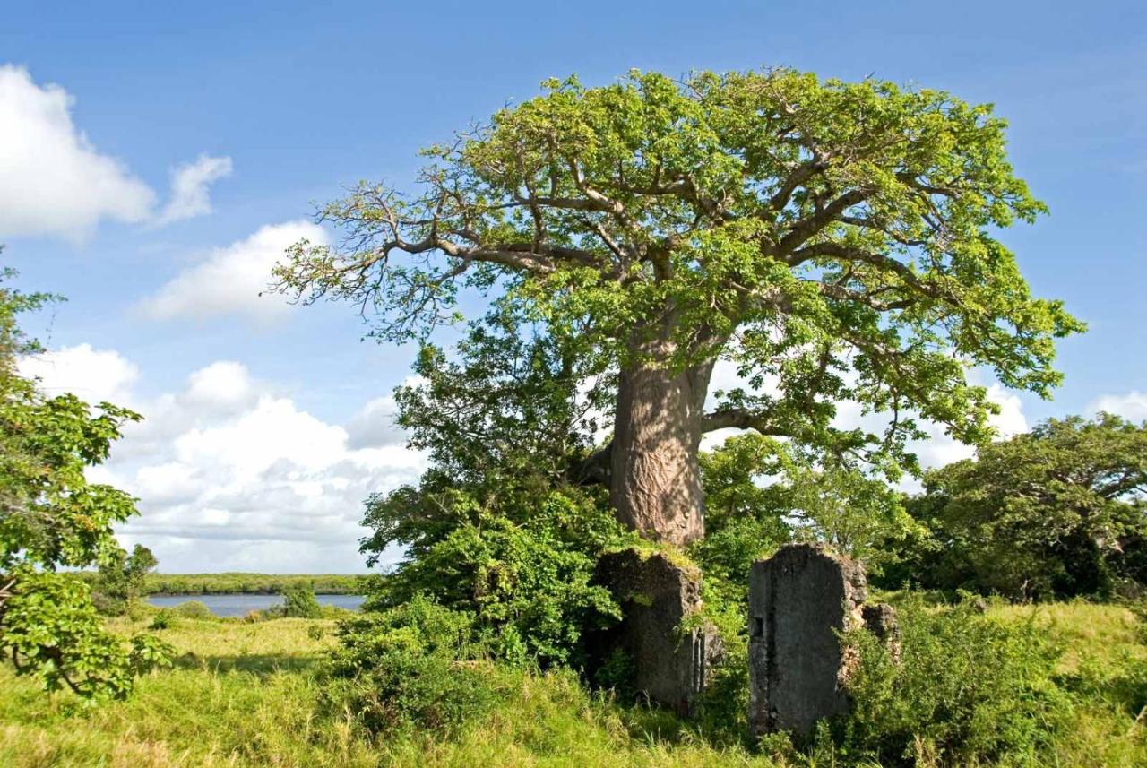 Manda Bay Villa Lamu Kültér fotó